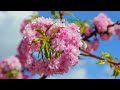 Dil Mor Hoge Sarabor Cgsong Viralvideo Trendingshorts