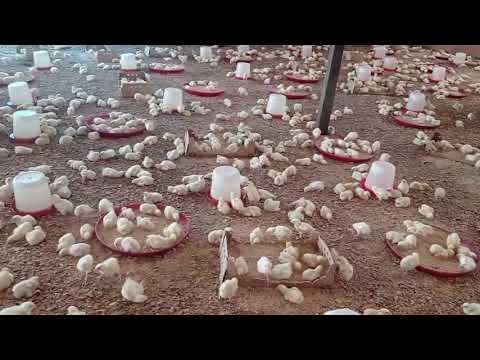 , title : 'Élevage des poulets de chair : source de chaleur et sa gestion pendant la période de poussinière'