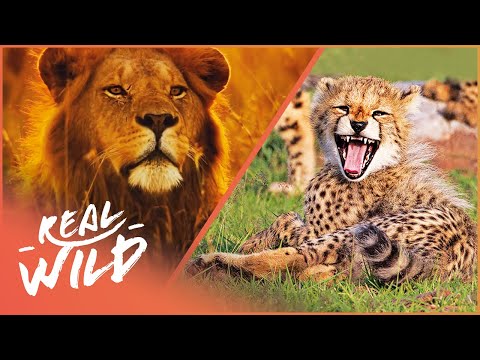 How Big Cats, Bears & Reptiles Become Killers | Real Wild