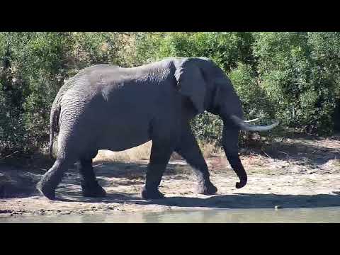 Djuma: Lone Elephant bull - 13:58 - 05/27/20
