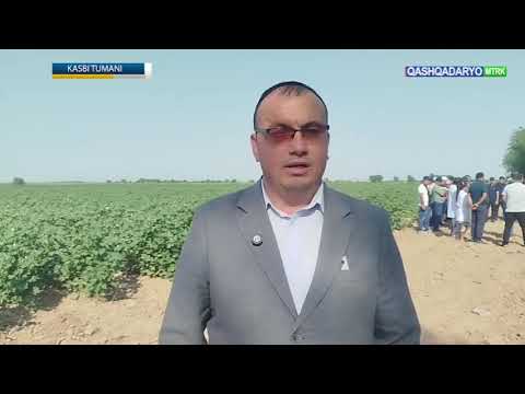 Qashqadaryo TV Yangiliklar
