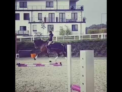 Entwicklung eines Dressurpferdes