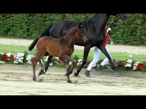 59 Amazonin Stute v. Antango - Sarkozy