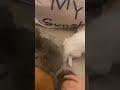 Muhammad Sumbul Arabic Kitten Names Meme