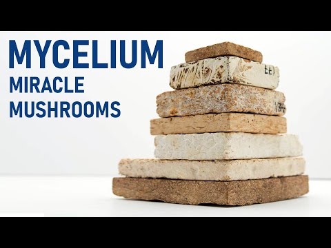 Can Mycelium Fungus replace Concrete & Plastic?