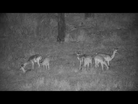 Djuma: Impalas near shallow end of dam - 19:32 - 07/11/21