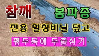 [텃밭농부. 1,019]  참깨 봄파종하기. 전용멀칭 비닐 덮고 한구멍에 씨앗 5개