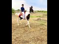 Ae Huto Panidar Godlo Aanu Rangili Tara Nena No Mane Rang Lagyo Kathiyavadihorse Marvalihorsevideo