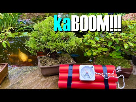 8 Bonsai Myths Exploded: What You Need to Know