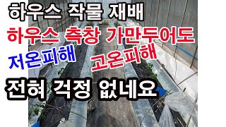 하우스 작물 재배. 하우스 측창 가만 두어도 저온 피해, 고온 피해 전혀 걱정 없네요. 측창 열지 않고도 저…
