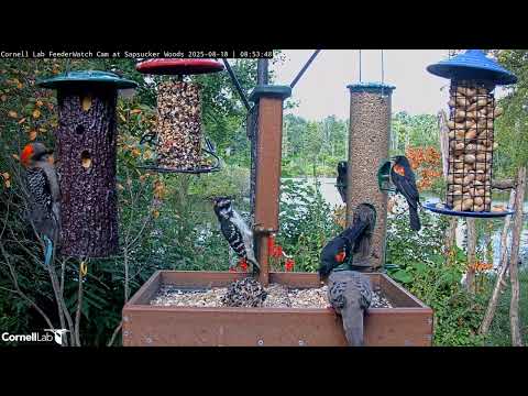Monday Morning Free For All At The Cornell FeederWatch Cam – Aug. 18, 2025