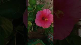 Download lagu Katrukku thoodhu vittu whatsapp status mp3