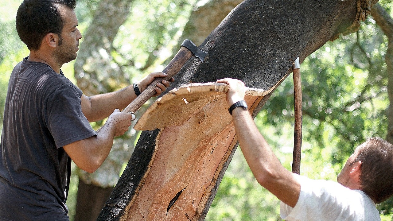 How The World's Largest Cork Company Makes 22 Million Wine Stoppers A Day | Big Business