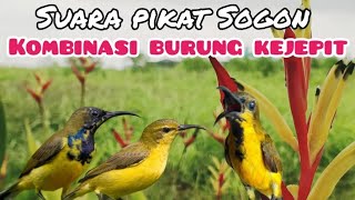 Download lagu Suara Pikat Sogon Kombinasi Burung Kejepit mp3