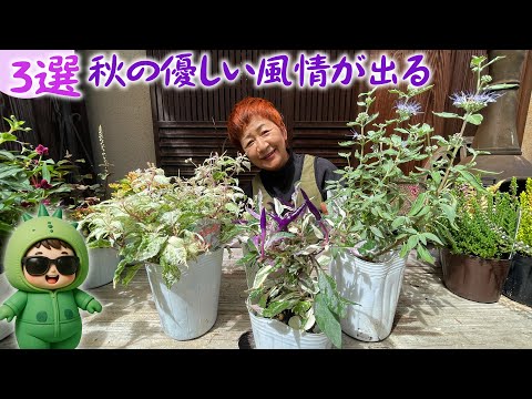【おすすめカラーリーフ3選】優しい秋の風情を作るときに欲しいリーフは花も実も楽しめる【園芸】