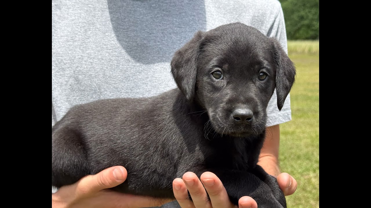 Massbach Kennels Puppies