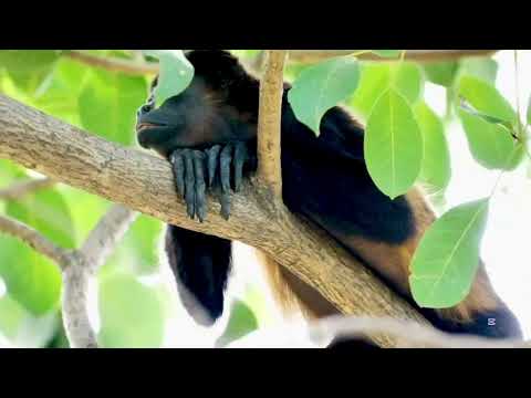 Wildlife Safari