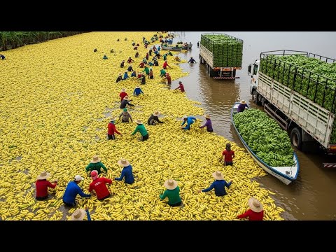 How 8.9 Million Tons of Bananas Are Harvested and Transported by Cable | Agriculture Technology