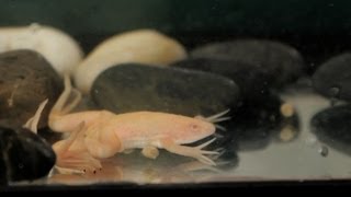 3 Care Tips for African Clawed Frog | Pet Reptiles