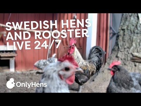 OnlyHens - Live Chicken Coop - feed the chickens live!