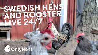 OnlyHens - Live Backyard Chickens - feed them live! live webcam