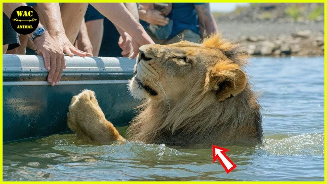 250 Animals That Asked People for Help & Kindness Caught On Camera !Best moment of 2024! #129