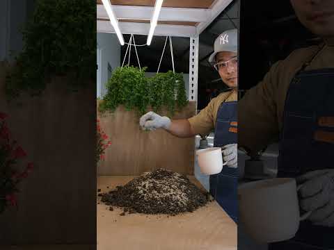 麒麟花 防小人