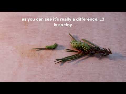 Actias Dubernardi L3-L4