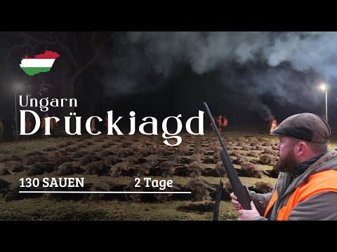 130 wild boars in 2 days! | Driven hunt in Hungary