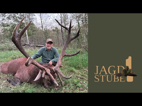 Krasny Bor - Hirschbrunft 2024 in Weißrussland