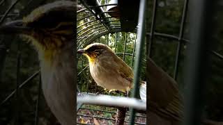 Download lagu Denak Merbah Lekir Pasir Mas #Wings mp3