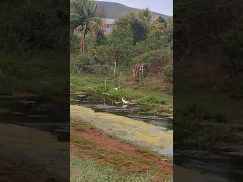 SANTA INÊS BAHIA #shorts #santainês #bahia #natureza #paisagem #entretenimento #aves #gratidão