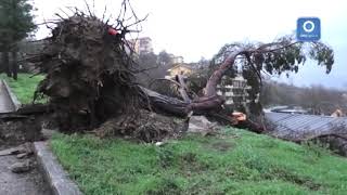 avellino-albero-sradicato-dal-vento-in-via-rotondi