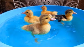 Bebek Bebek Lucu Melompat Minum Air Dikolam Warna Warni Pelangi Asik Berenang Renang