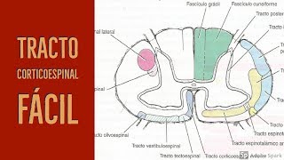 Corticospinal tract in 4 minutes