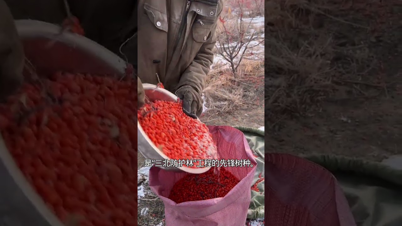 #新鲜采摘 #farming #沙棘 #harvest