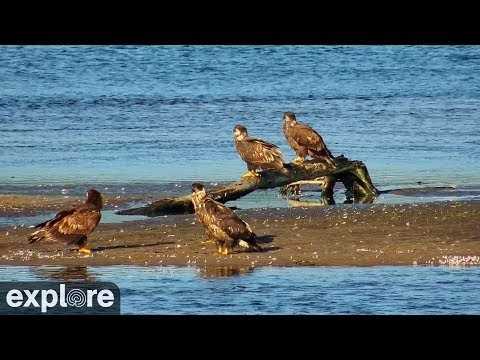 Live webcam view of Mississippi River Flyway Bird Migration
