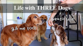 Life with THREE dogs | busy running errands, dog grooming, and mini pool party