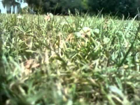 Spotlight (Menthol Buffalo Mix).avi