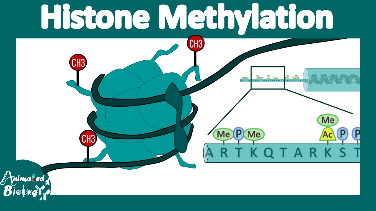 Histone methylation | Histone modification | Gene expression regulation