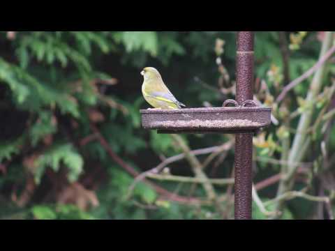 Greenfinch -  feeding on Ultiva® Spring Delight bird seed
