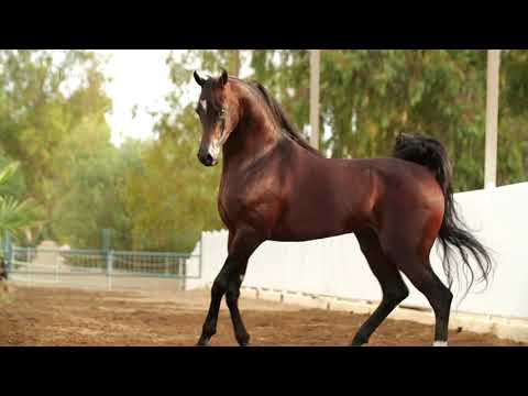 👑 SM AZRAFF 👑 (FARAA AL SHAQAB x LC PSYCHESFINESSE), 2013 Stallion