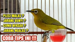 Download lagu Tips Agar Pleci Rajin Ngalas... mp3