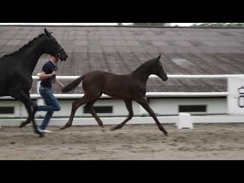 Stutfohlen von  Bon Esprit x Follow Him s Schönweide x De Niro 2024