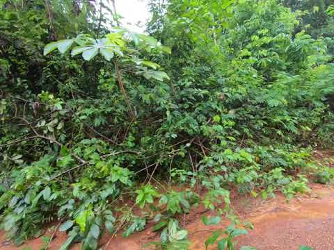 Fallen tree across the road to Mahdia 2