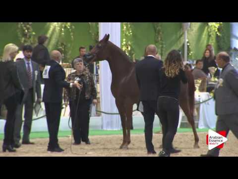 Milan SEWC 2016   Class 2B   Fillies