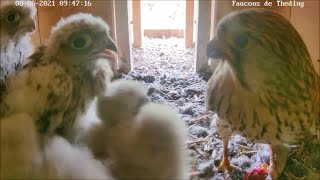 The falcons are 3 weeks old