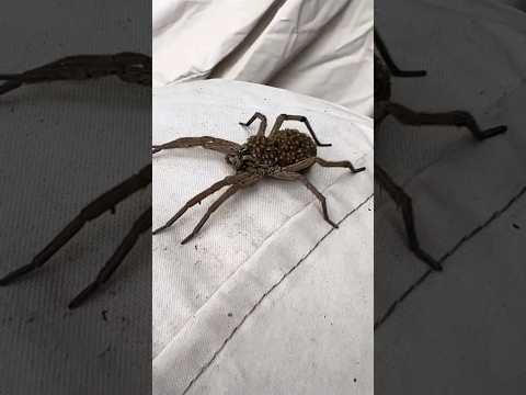 Never kill this spider!