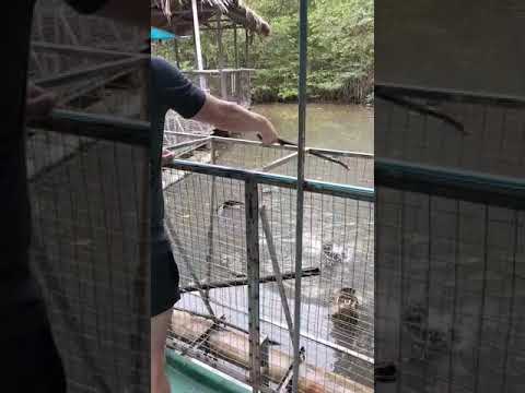 ALLIGATOR FISHING - CAN GIO MANGROVE FOREST