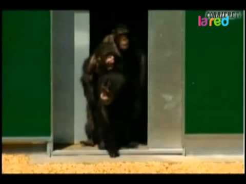 Emotiva liberación de chimpancés 30 años cautivos en laboratorio